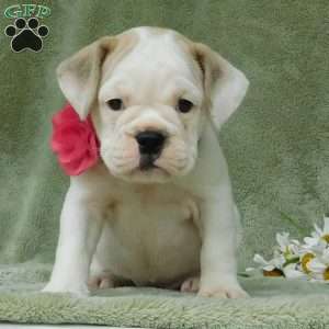 Lilly, Miniature Bulldog Puppy